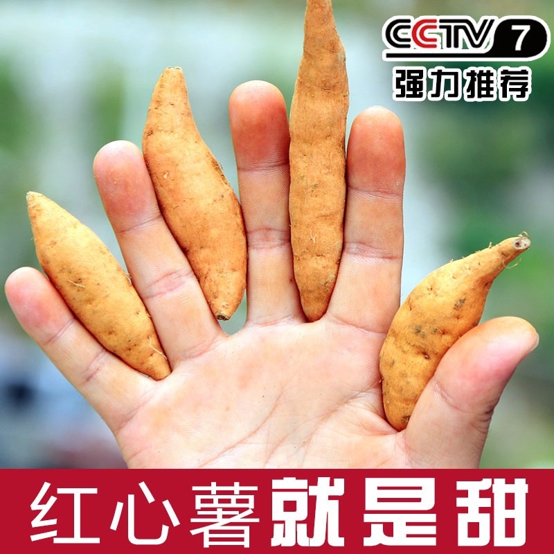 紫云红薯