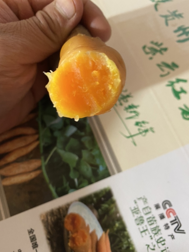 紫云红薯