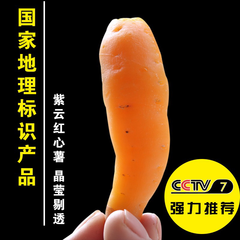 紫云红薯