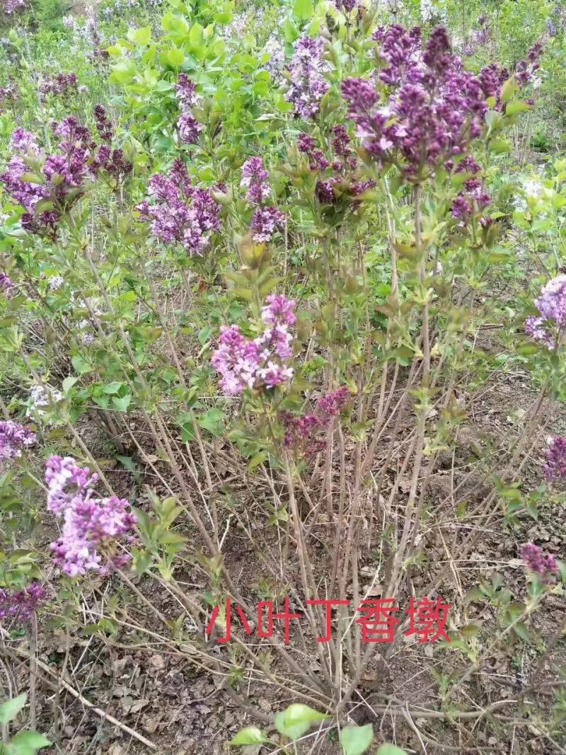 东北耐寒苗木紫丁香四季丁香小叶丁香苗圃出售