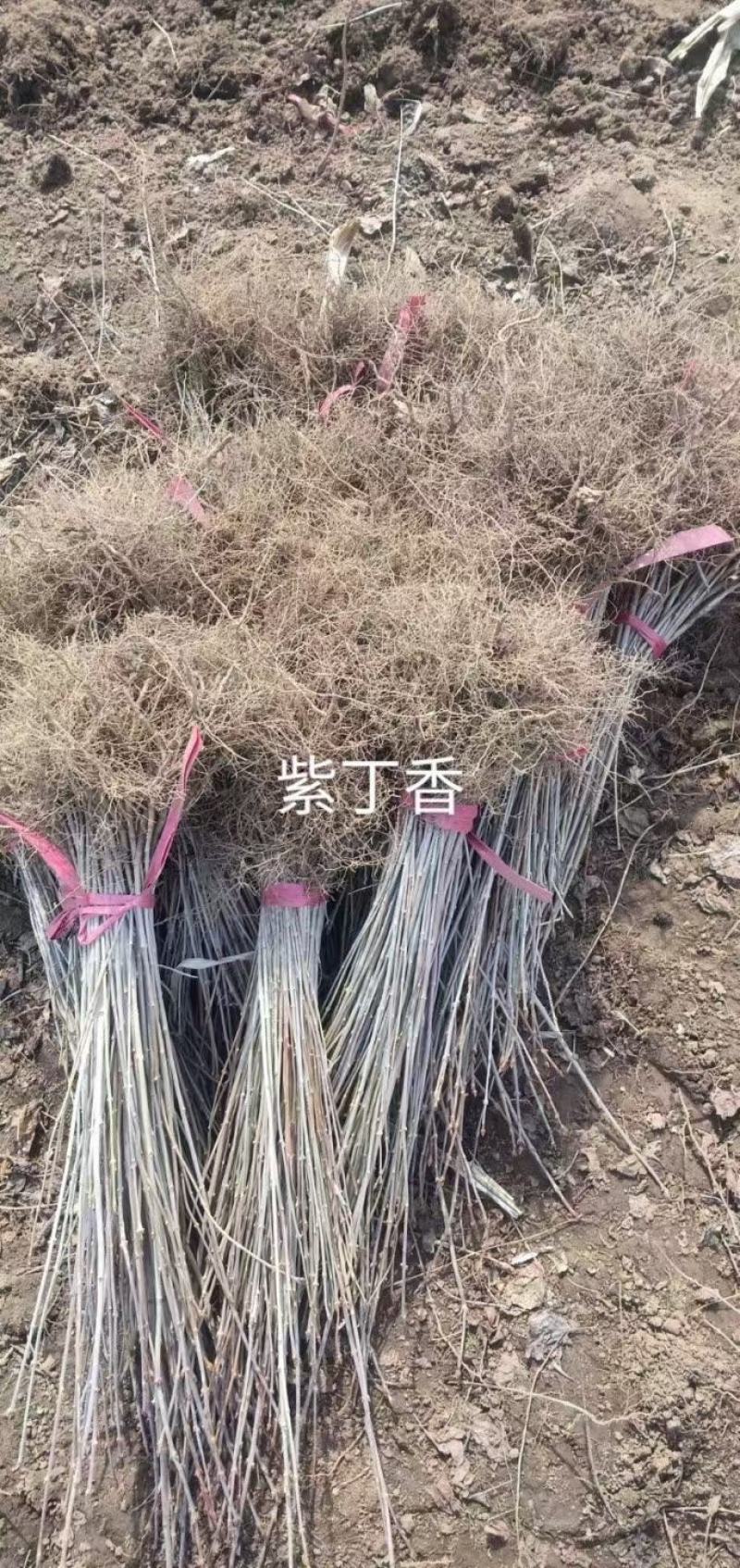 东北耐寒苗木紫丁香四季丁香小叶丁香苗圃出售