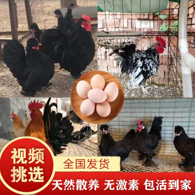 观赏鸡包防疫包运输包成活货到满意付款诚信