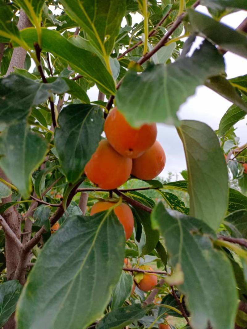 吊红柿子