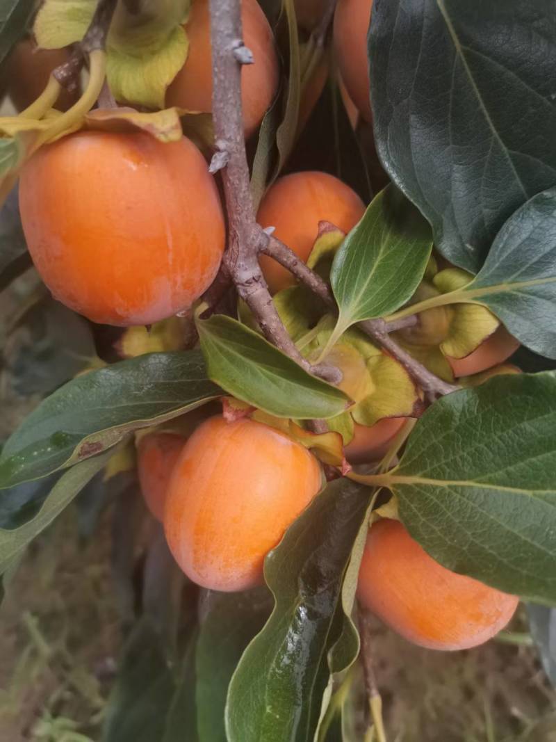 吊红柿子