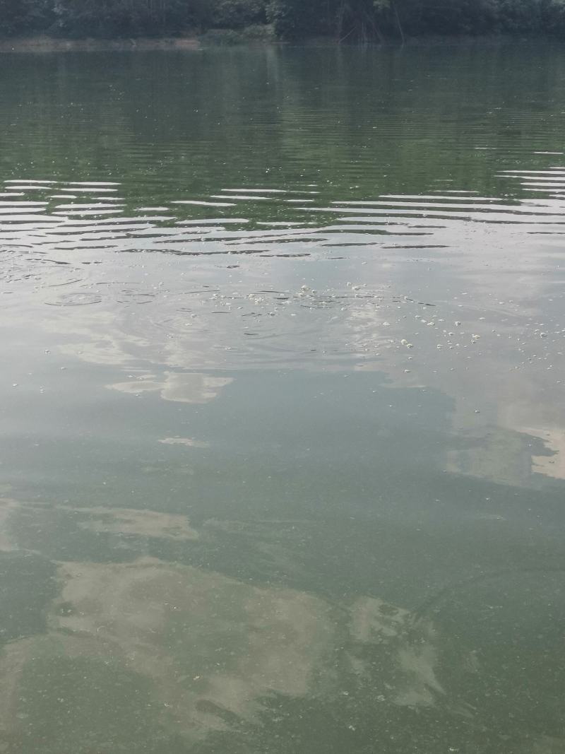 专业水库转让出租承接托管水库捕捞作业专业团队