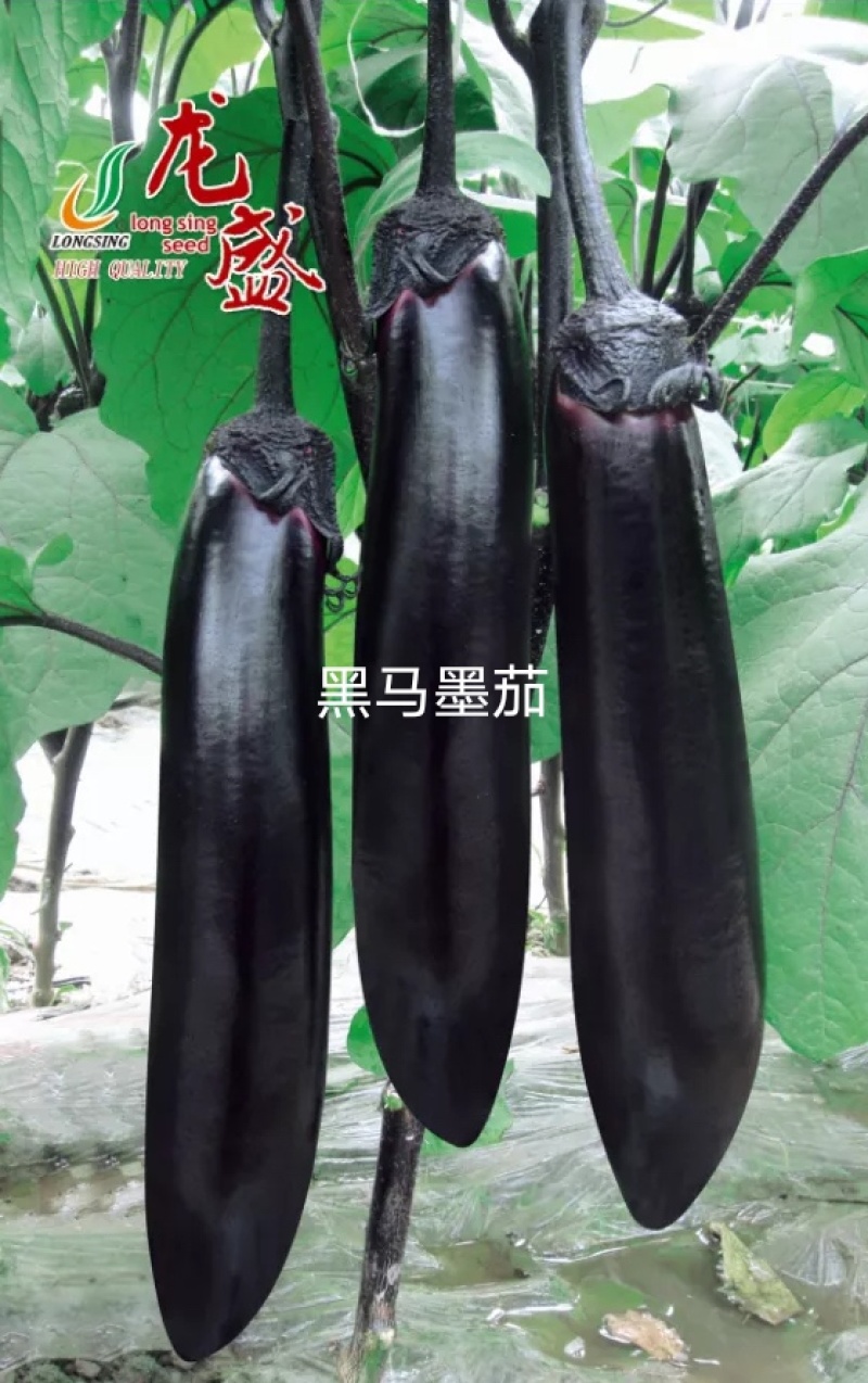 黑马墨茄/黑龙春秋茄子种子专业育种春夏秋种植茄子