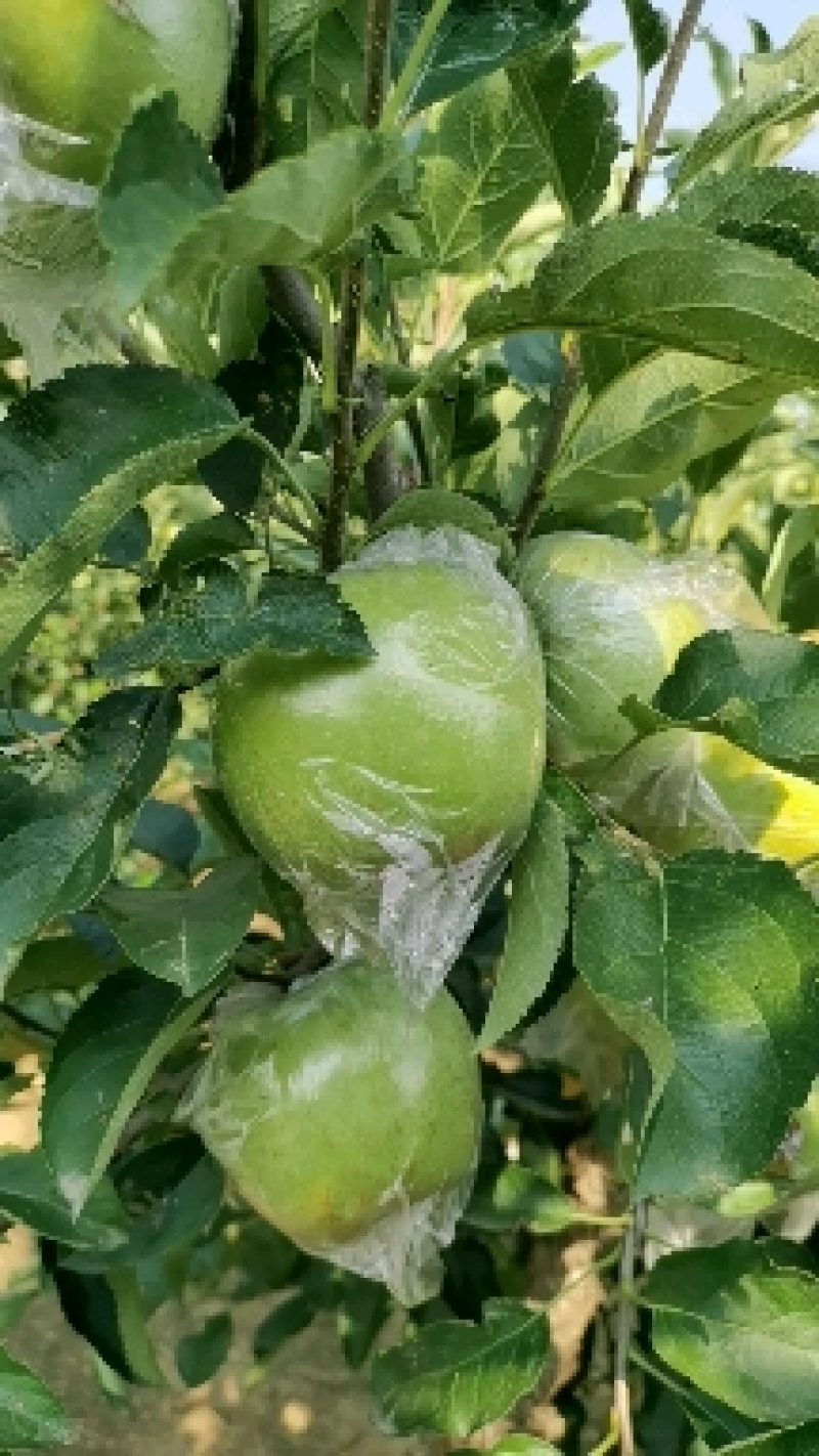王林苹果，青森苹果。甜，脆苹果，预约出货中，货源30万斤