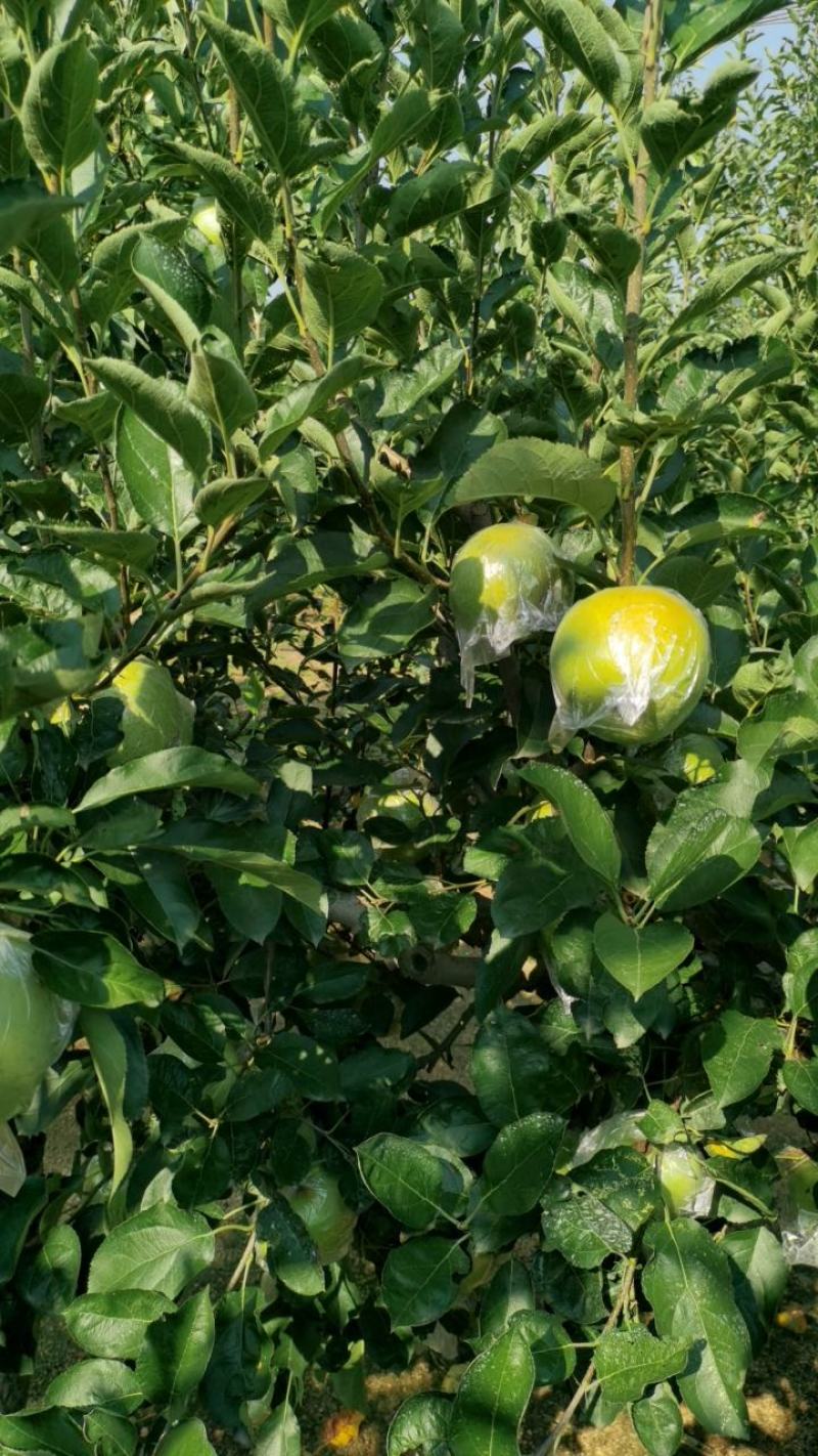 王林苹果，青森苹果。甜，脆苹果，预约出货中，货源30万斤