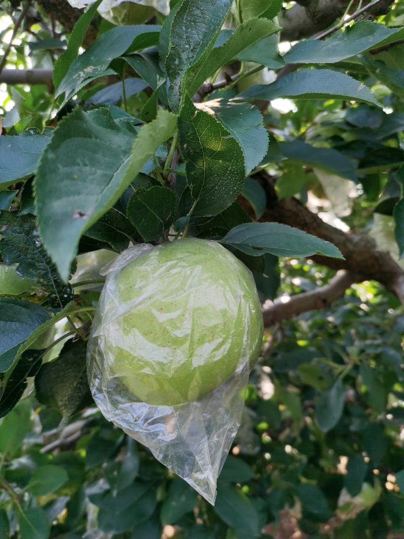 王林苹果，青森苹果。甜，脆苹果，预约出货中，货源30万斤