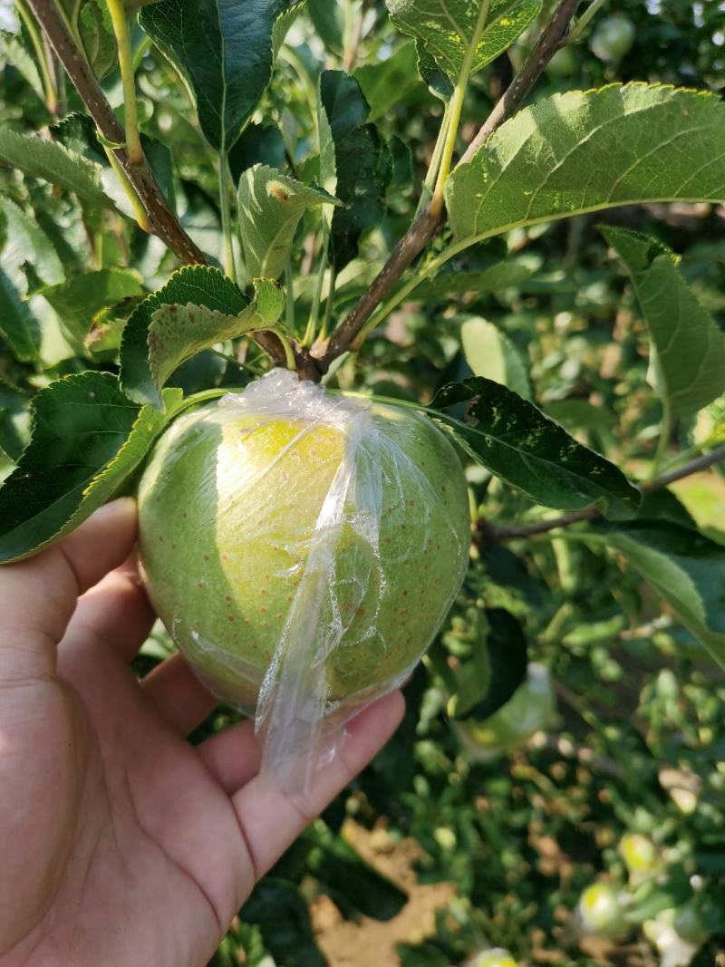 王林苹果，青森苹果。甜，脆苹果，预约出货中，货源30万斤