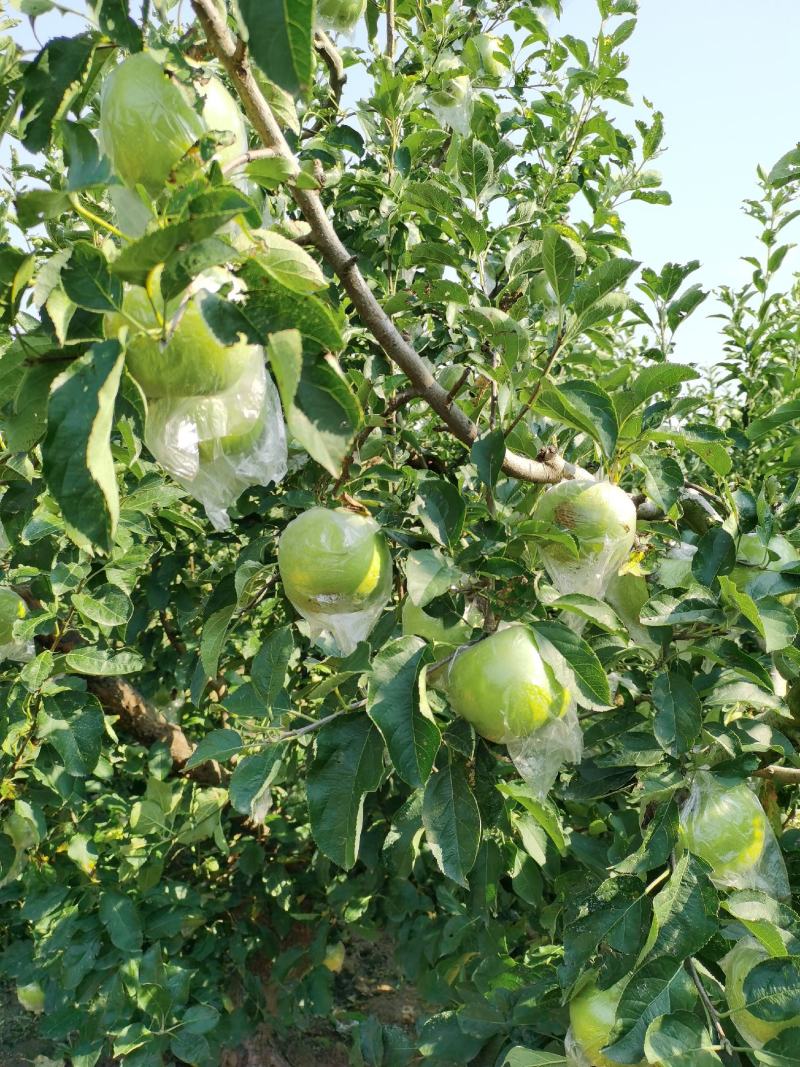 王林苹果，青森苹果。甜，脆苹果，预约出货中，货源30万斤