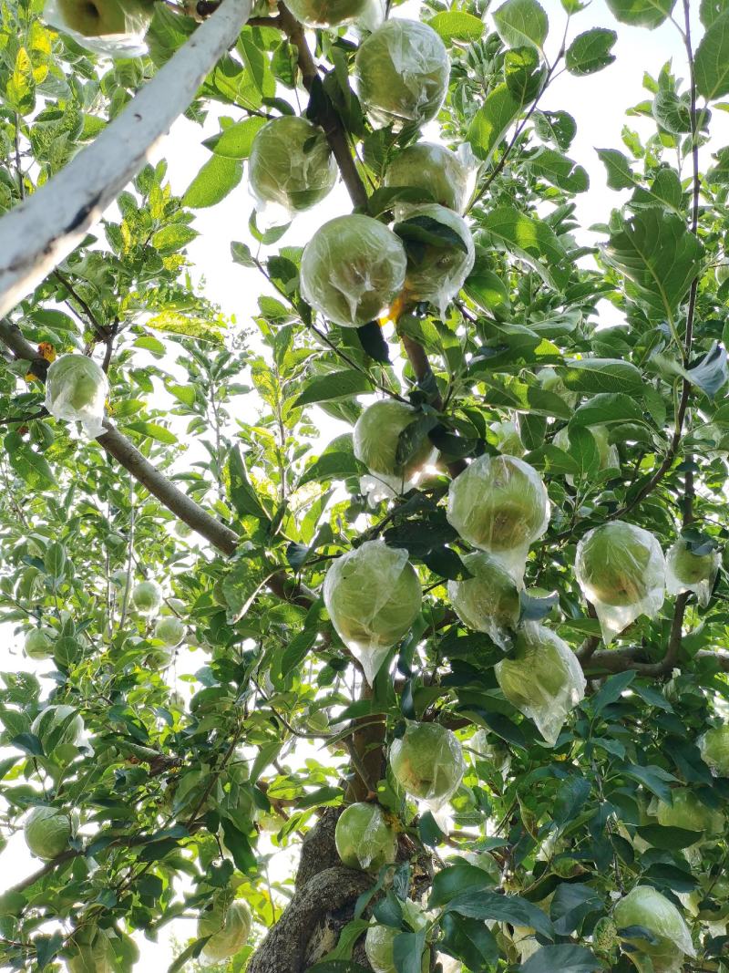 王林苹果，青森苹果。甜，脆苹果，预约出货中，货源30万斤