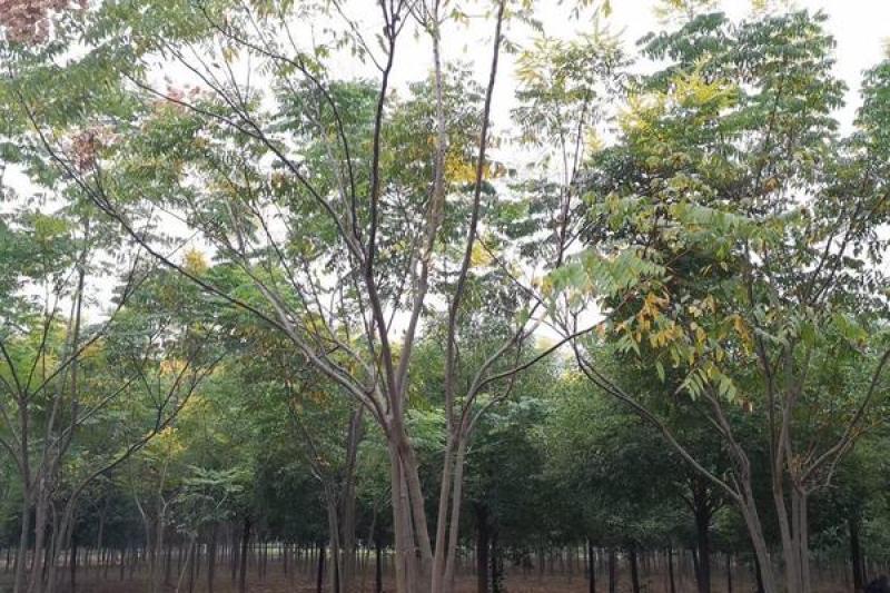 园林绿化黄山栾十树，自己家种的，有40亩，至少有3000