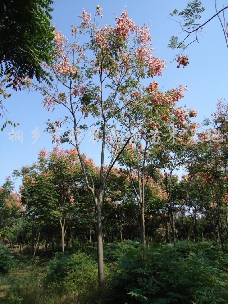 园林绿化黄山栾十树，自己家种的，有40亩，至少有3000