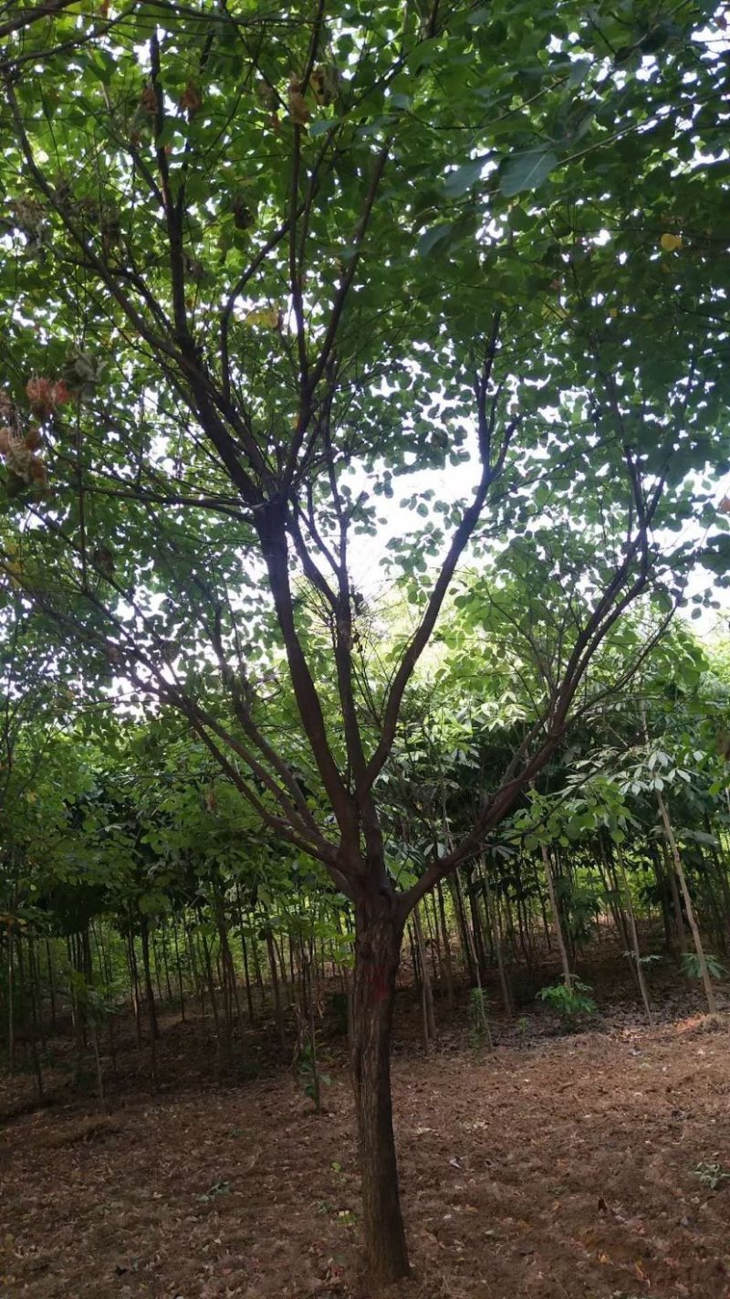 山茱萸，独杆山茱萸，丛生山茱萸，10公分到15公分山茱萸