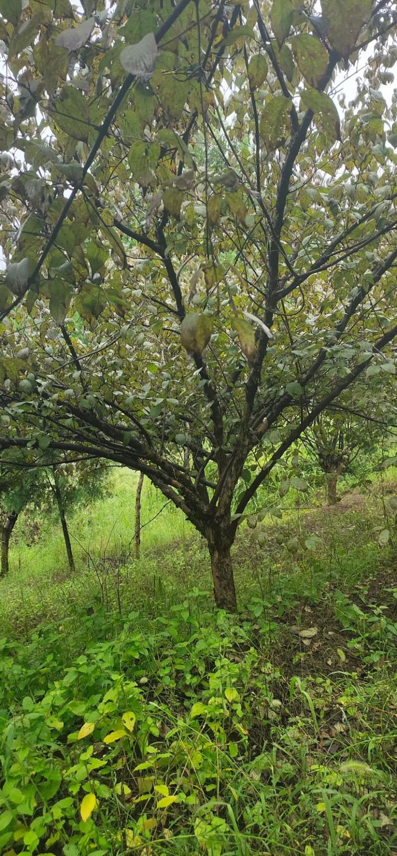 山茱萸，独杆山茱萸，丛生山茱萸，10公分到15公分山茱萸