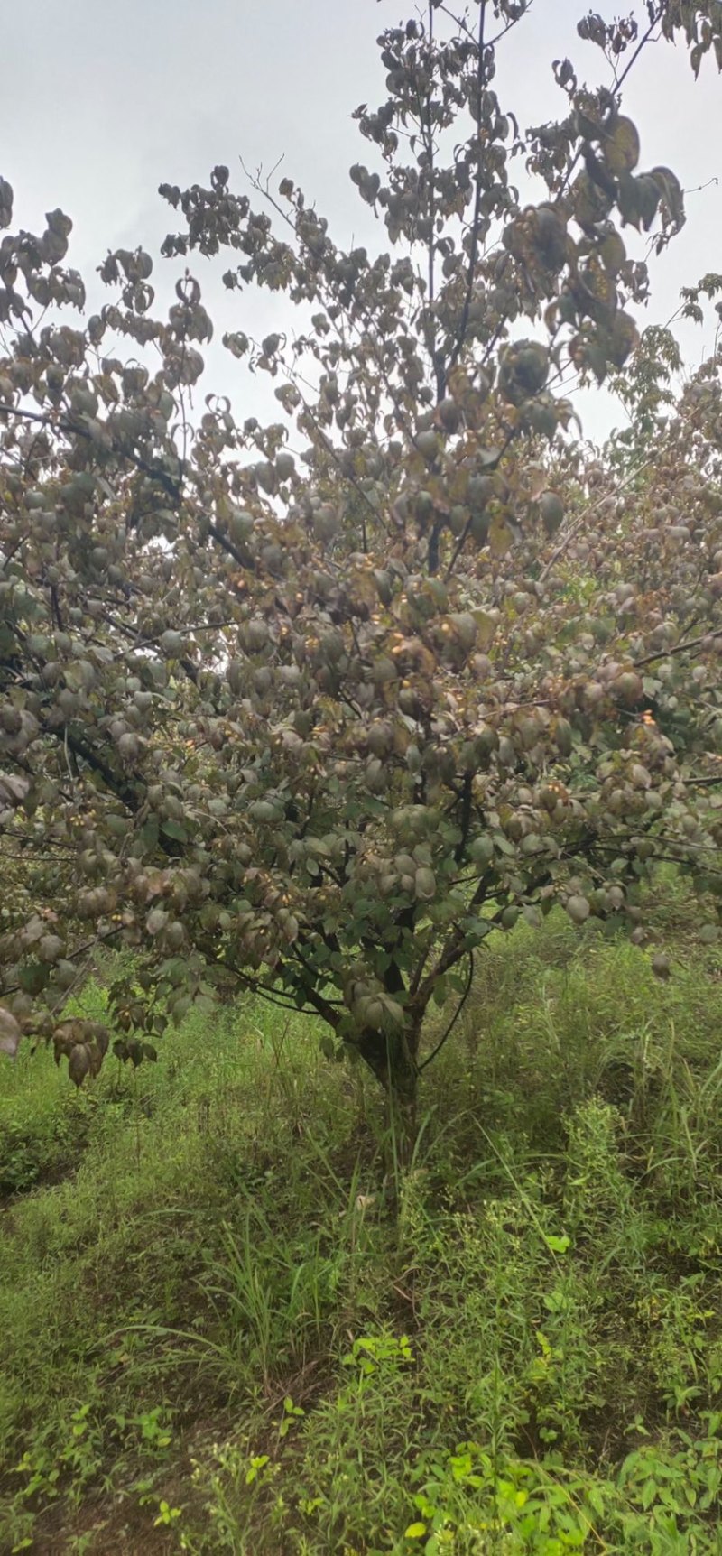 山茱萸，独杆山茱萸，丛生山茱萸，10公分到15公分山茱萸