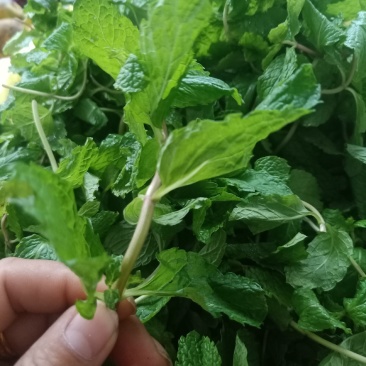 云南普洱簿荷叶_簿荷菜_鲜货