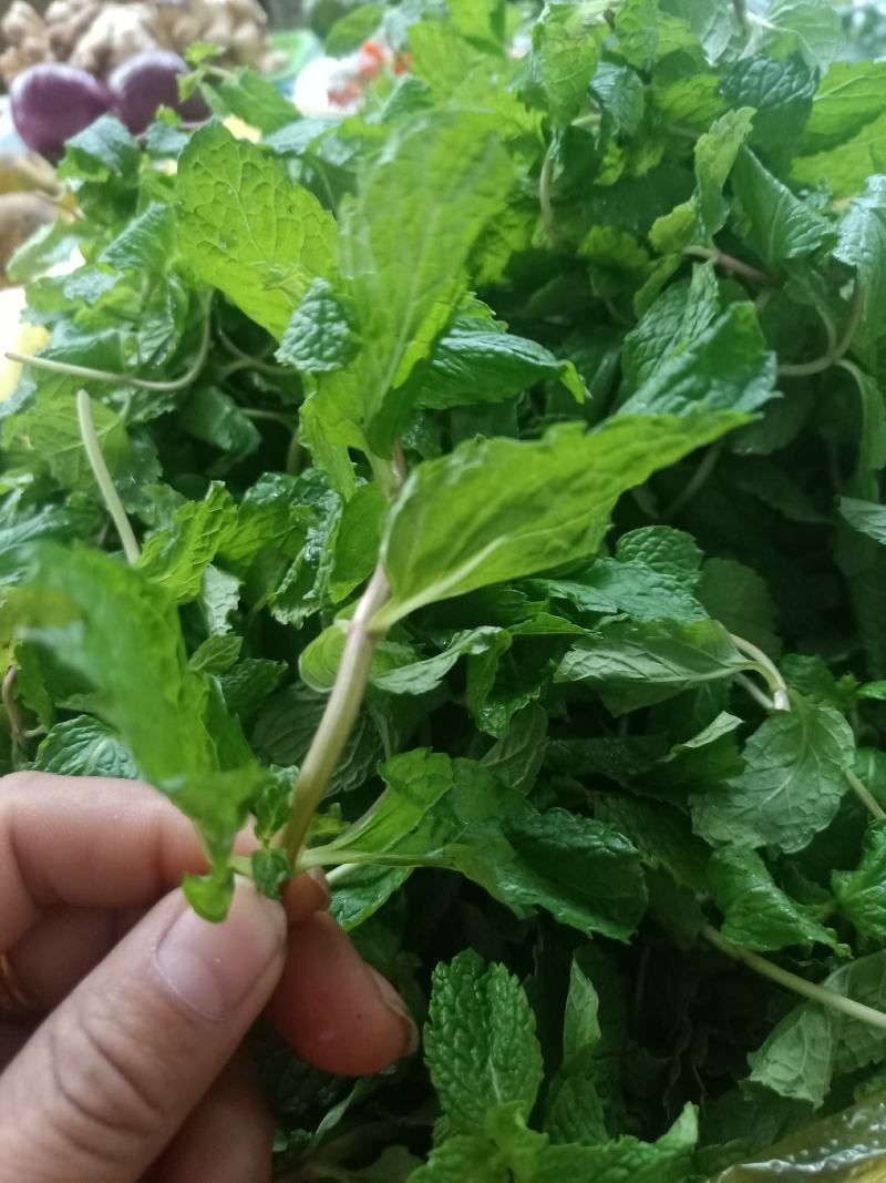 云南普洱簿荷叶_簿荷菜_鲜货