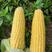 广西横县甜玉米大量上市欢迎全国各地老板来电咨询，订购