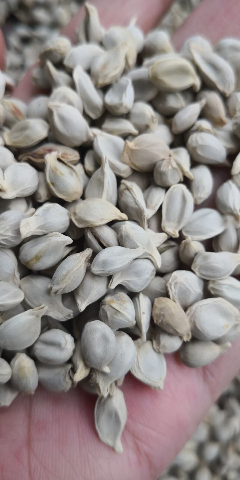 橘核无硫干货常年经营中药材量大从优