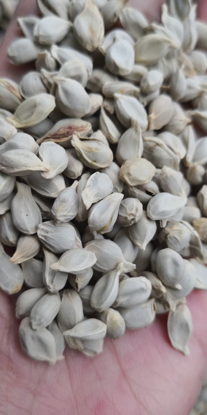 橘核无硫干货常年经营中药材量大从优