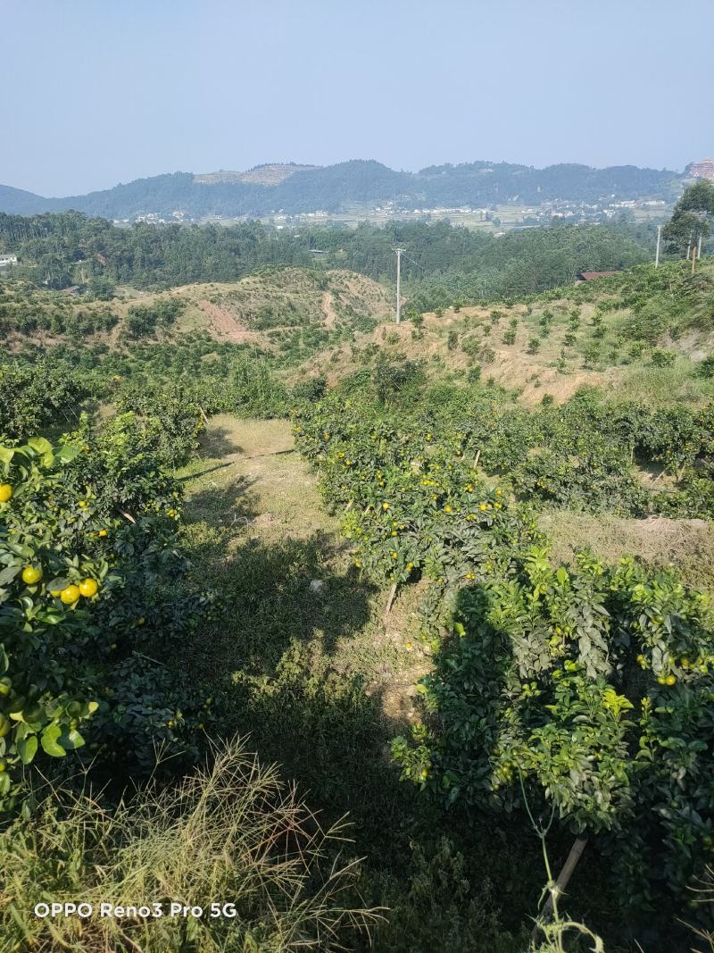 四川精品金秋砂糖橘。大型基地。质量好。量大。