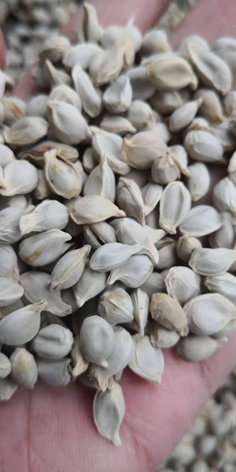 橘核干货干净无杂质常年经营各种中药材