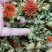 红花红花球今年新货红花头干货橙菠萝一手货源产地直发