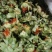 红花红花球今年新货红花头干货橙菠萝一手货源产地直发