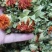 红花红花球今年新货红花头干货橙菠萝一手货源产地直发
