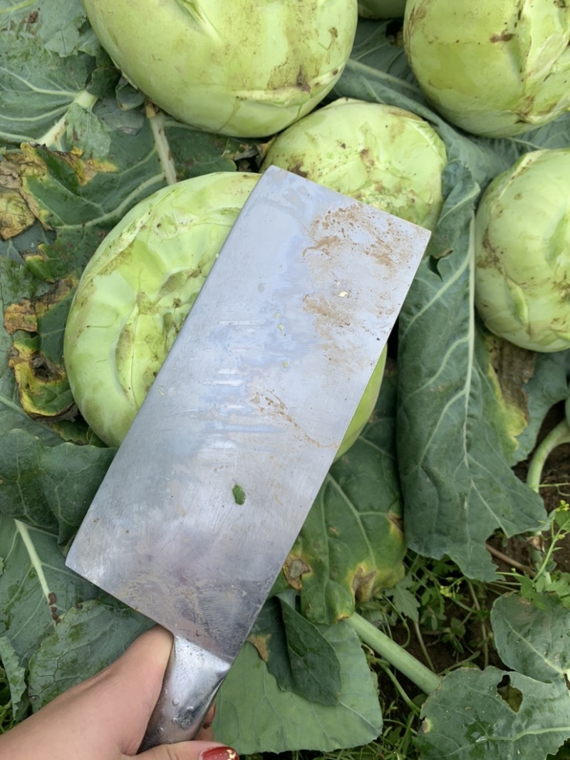 苤蓝疙瘩随行价，大量供应苤蓝疙瘩一手货源，可地头视频看