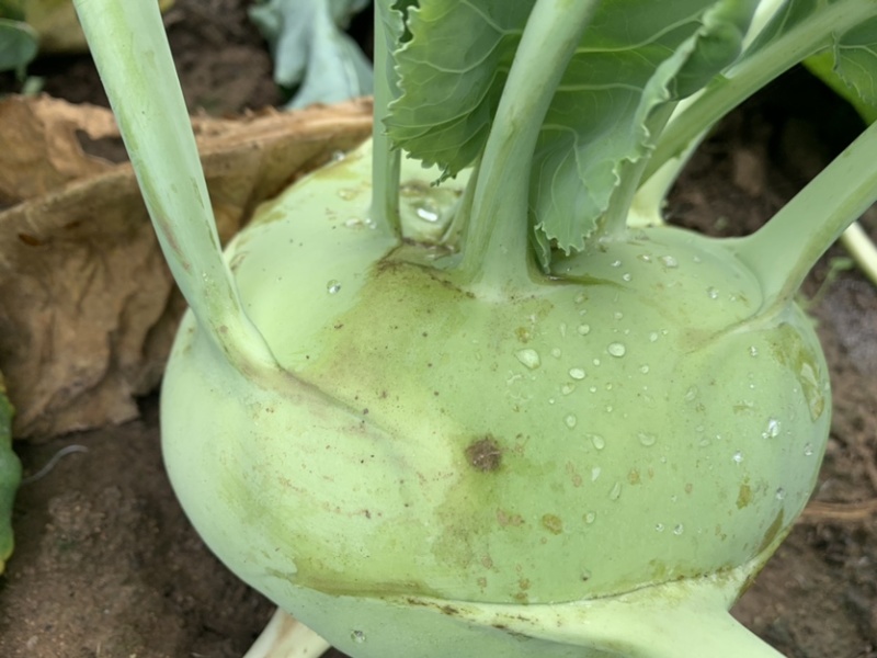 苤蓝疙瘩随行价，大量供应苤蓝疙瘩一手货源，可地头视频看