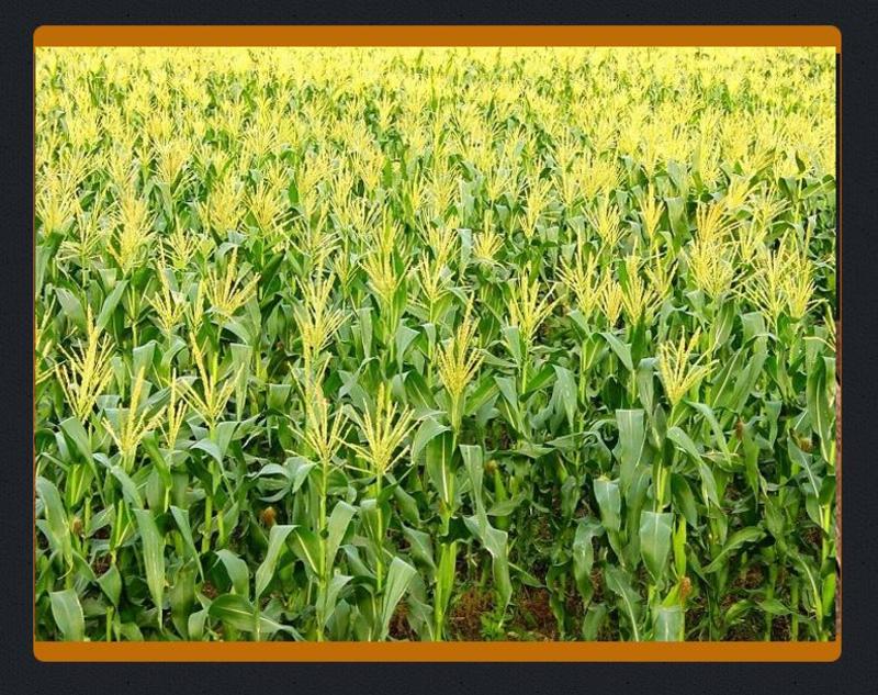 农家黄玉米糁玉米碎玉米渣粗粮食品加工原料早餐熬粥厂家直供