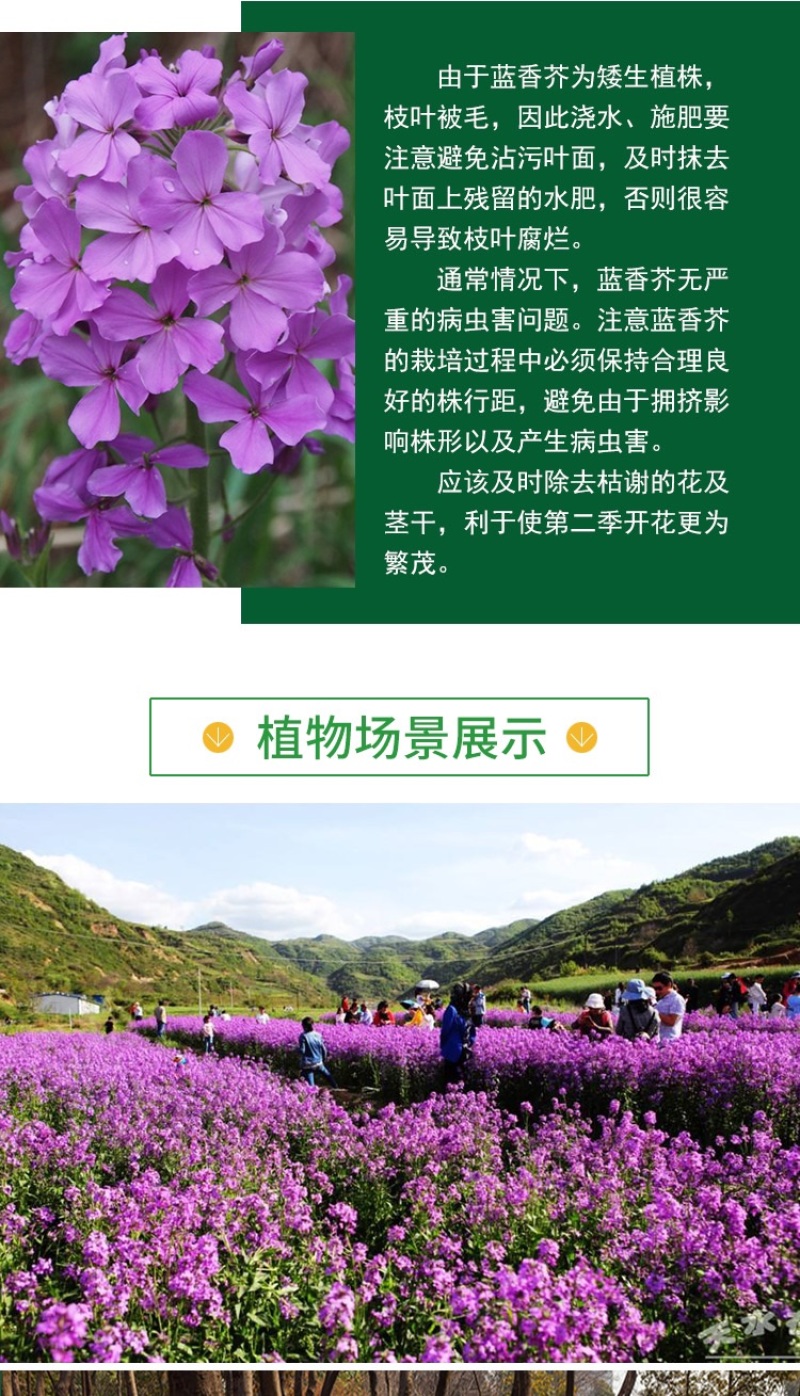 蓝香芥种子紫色油菜种子欧亚香花四季易播景观花海
