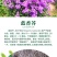 蓝香芥种子紫色油菜种子欧亚香花四季易播景观花海