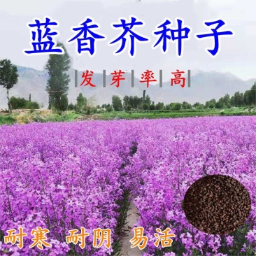 蓝香芥种子紫色油菜种子欧亚香花四季易播景观花海