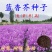 蓝香芥种子紫色油菜种子欧亚香花四季易播景观花海