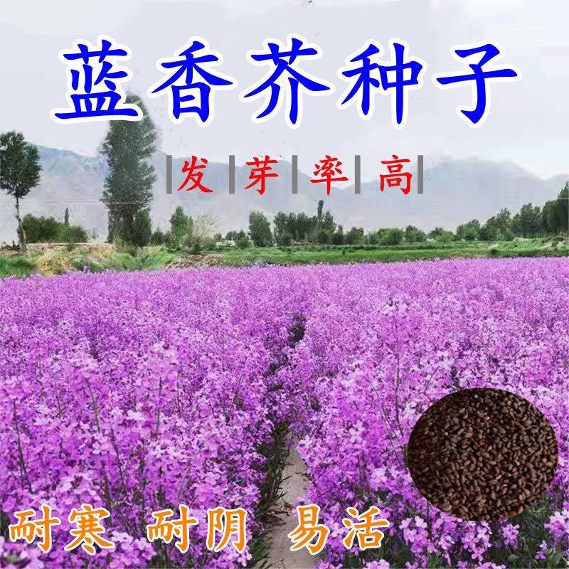 蓝香芥种子紫色油菜种子欧亚香花四季易播景观花海
