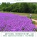 蓝香芥种子紫色油菜种子欧亚香花四季易播景观花海