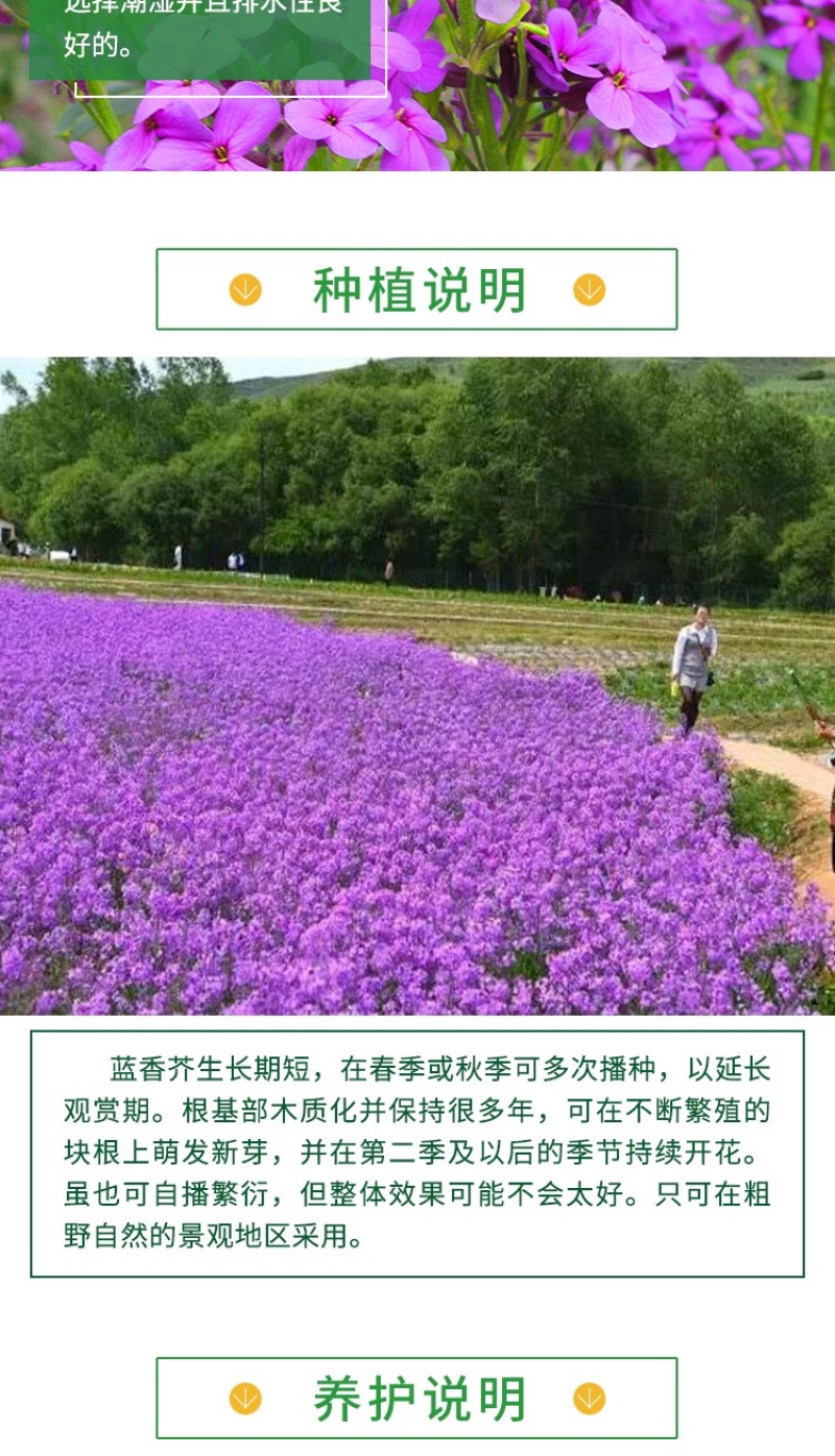 蓝香芥种子紫色油菜种子欧亚香花四季易播景观花海