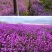 蓝香芥种子紫色油菜种子欧亚香花四季易播景观花海