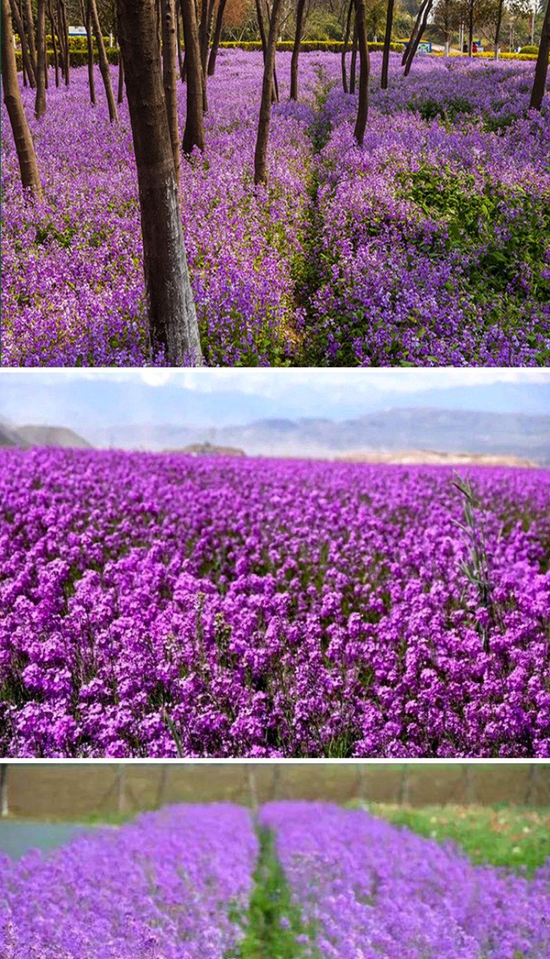 蓝香芥种子紫色油菜种子欧亚香花四季易播景观花海