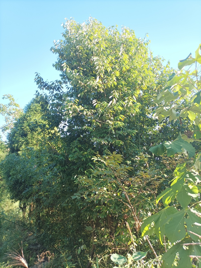 香叶，产于湘桂交界的瑶乡，这里昼夜温差大，孕就浓厚的香味