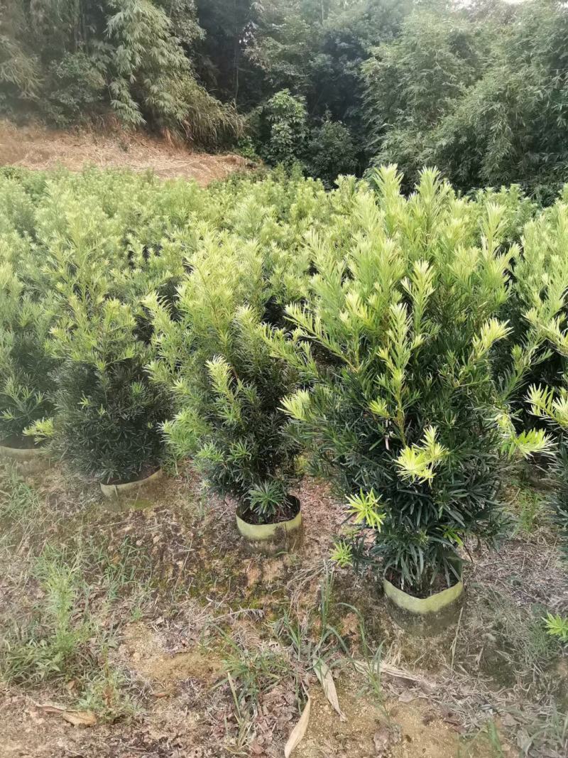 罗汉松