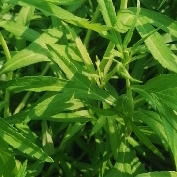 湖北泥蒿脆嫩爽口，马上春蒿子大量上市望各位老板莫失良机