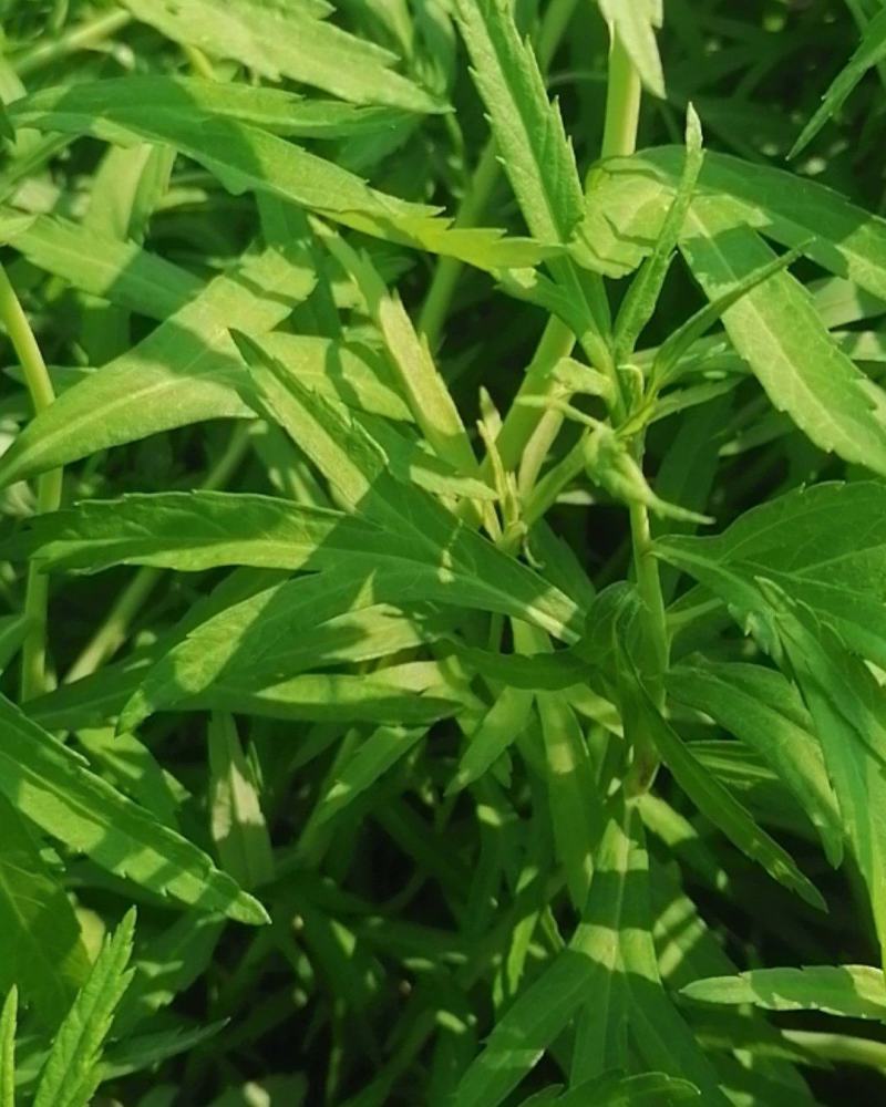 湖北泥蒿脆嫩爽口，马上春蒿子大量上市望各位老板莫失良机