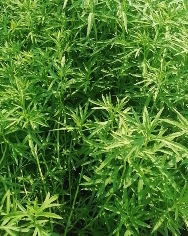 湖北泥蒿脆嫩爽口，马上春蒿子大量上市望各位老板莫失良机