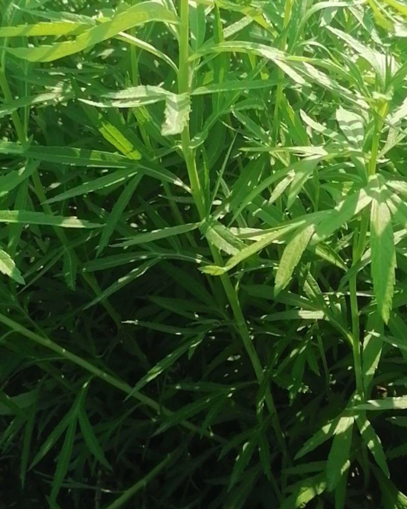 湖北泥蒿脆嫩爽口，马上春蒿子大量上市望各位老板莫失良机