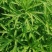 湖北泥蒿脆嫩爽口，马上春蒿子大量上市望各位老板莫失良机